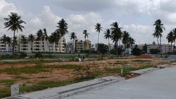 Elevation the-golden-wattle Elevation