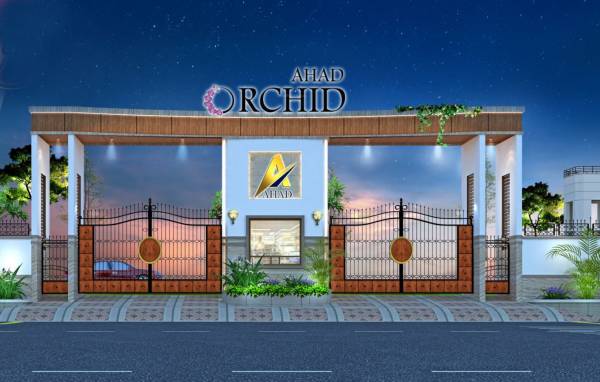 Elevation orchid Elevation