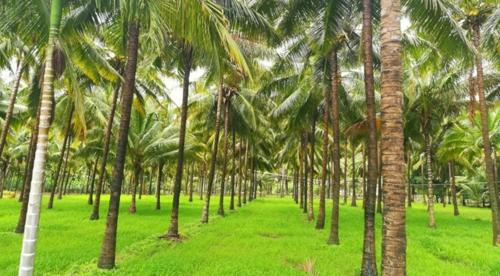  the-green-acres Landscape Garden and Tree Planting