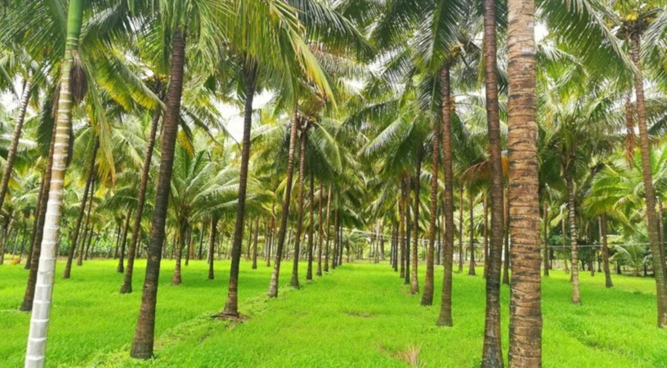  the green acres Landscape Garden and Tree Planting