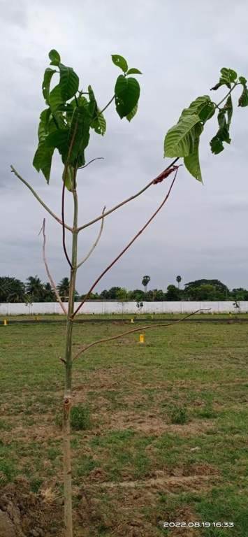  sri kamatchi nagar Plot