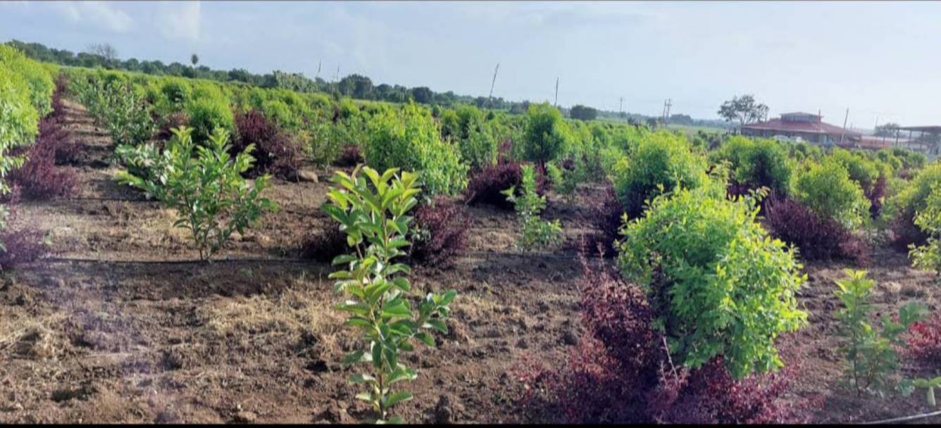  tummalapalli Plot