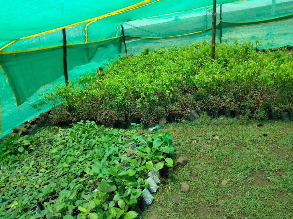  modern farms 2 Landscape Garden and Tree Planting