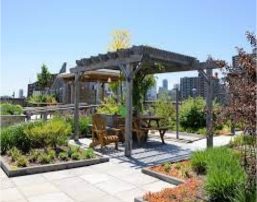  kosmos Flower Garden