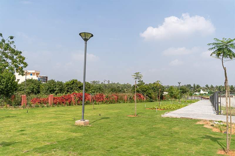  eco springs Landscape Garden and Tree Planting