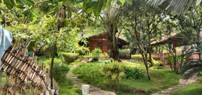  euphoria Landscape Garden and Tree Planting