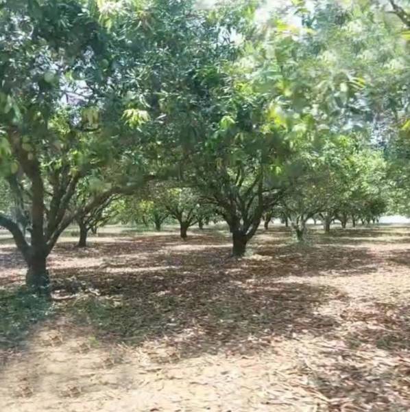  double-tree Landscape Garden and Tree Planting