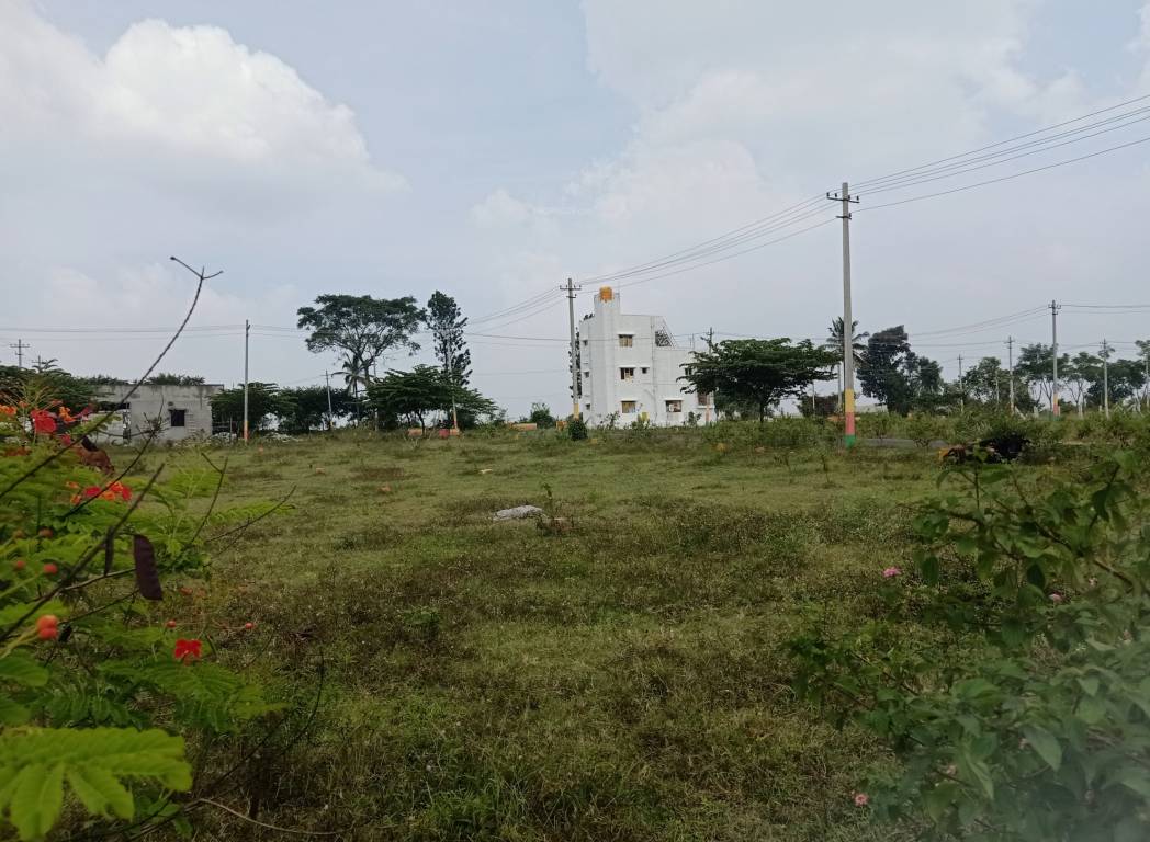 Elevation greens Elevation