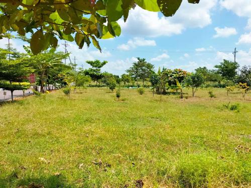  the-orchard Landscape Garden and Tree Planting