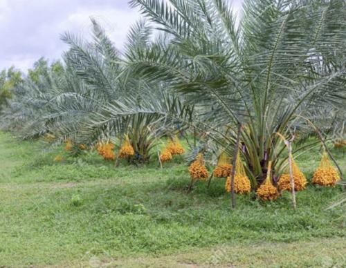  swarna-boomi-the-plam-valley Elevation