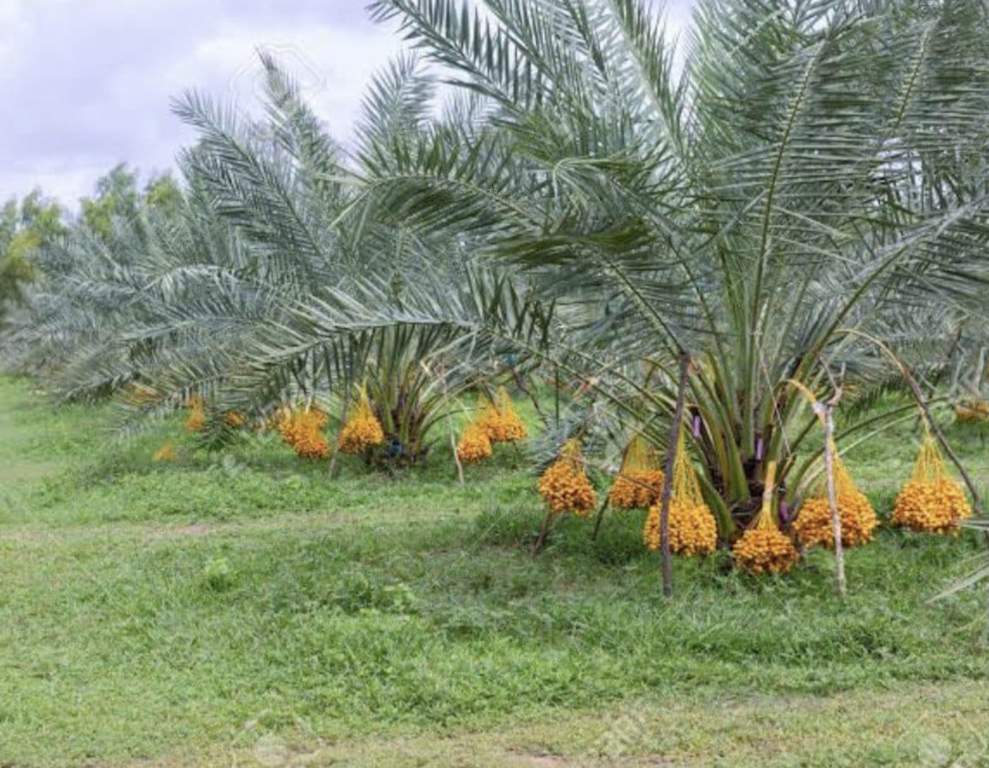  swarna boomi the plam valley Elevation