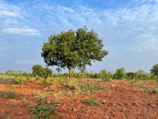  navya-greens Elevation