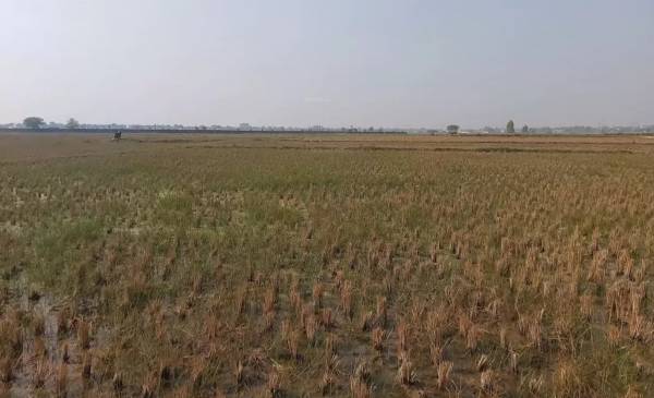  platinum-city Elevation