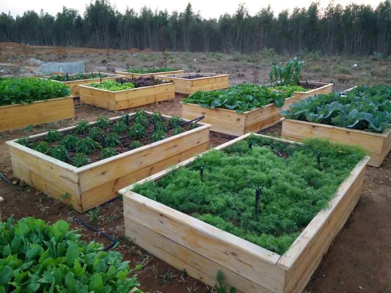  terra alegria phase 2 Landscape Garden and Tree Planting