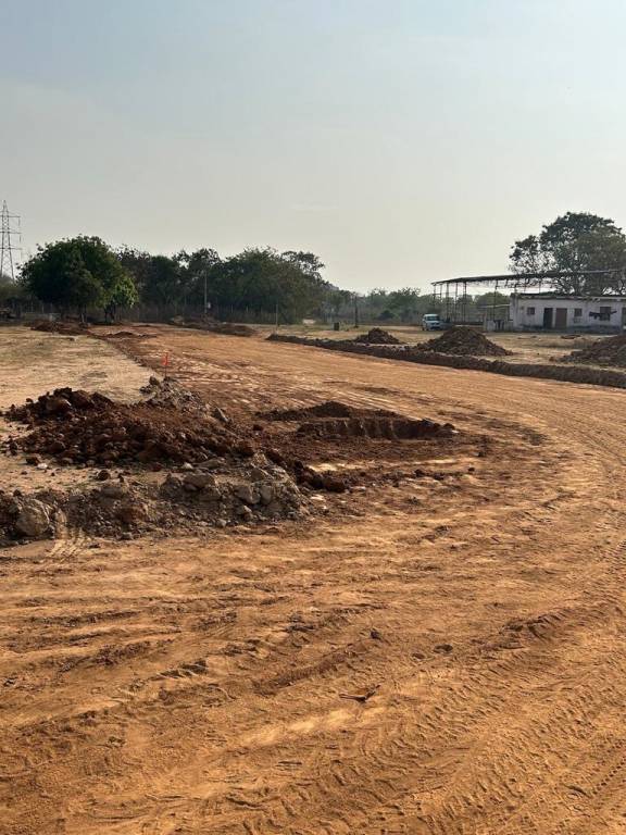  habitat silver oak Plot