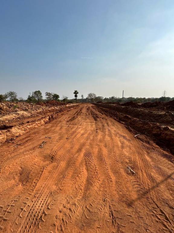  habitat silver oak Plot