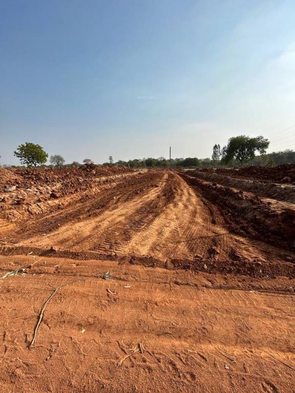  habitat silver oak Plot