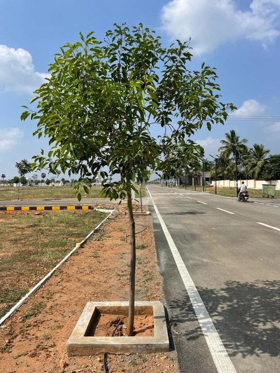  fairland phase v Plot