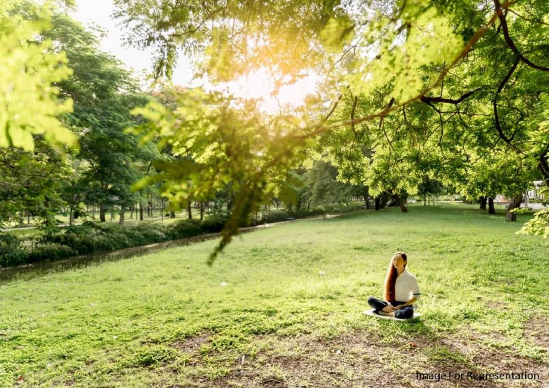  phoenix Landscape Garden and Tree Planting