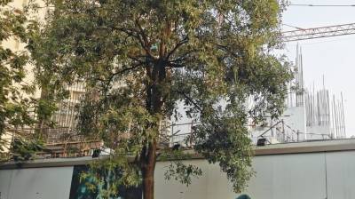  bellavista Construction Status Dec-24