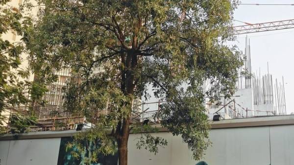  bellavista Construction Status Dec-24