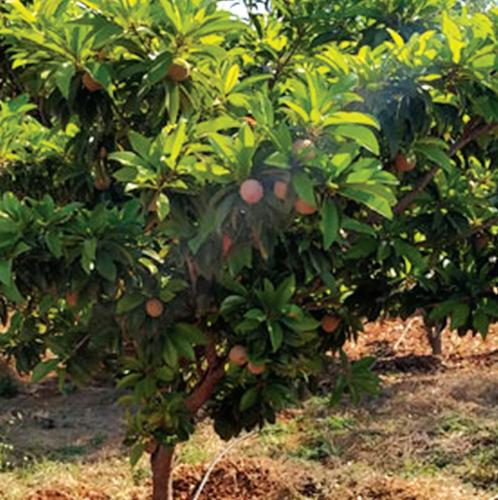  green-life Landscape Garden and Tree Planting