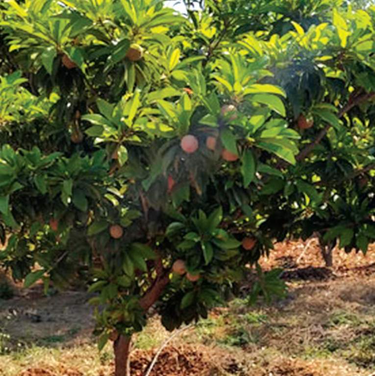  green life Landscape Garden and Tree Planting