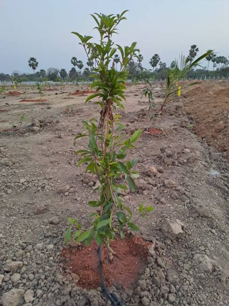  vihaara-farms Plot