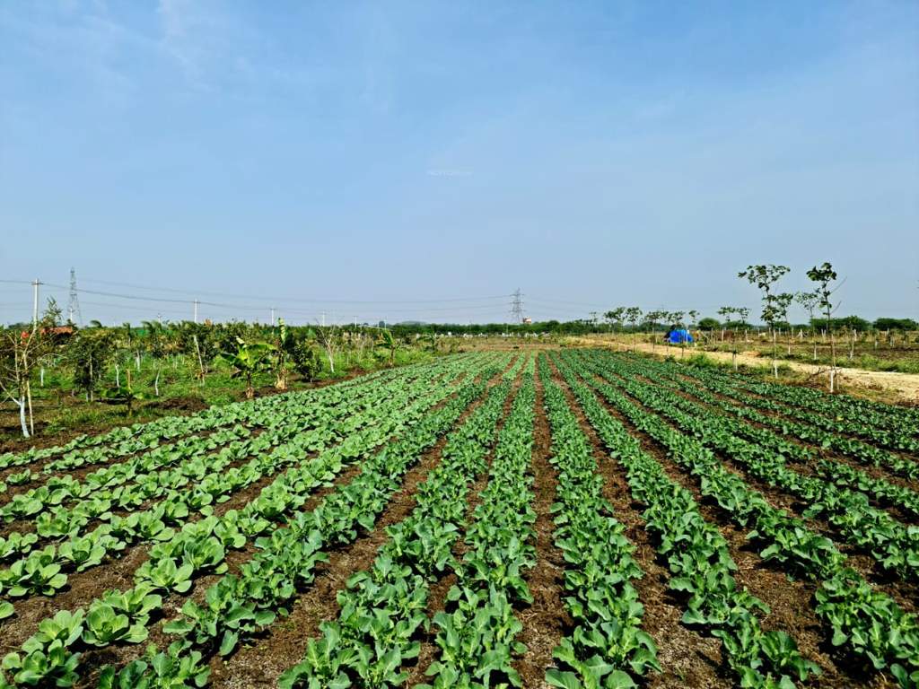  atmos breathe Organic Farming