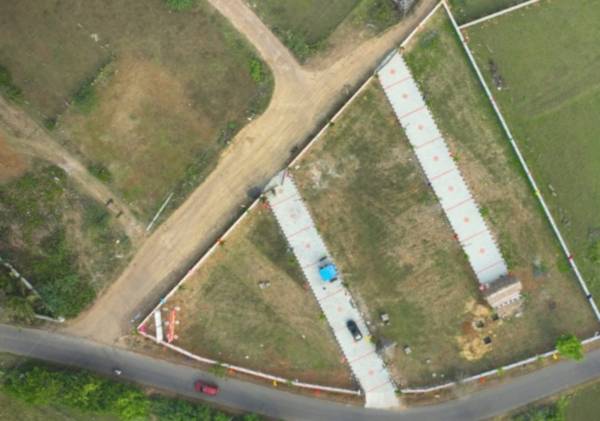  sun-flower-garden Plot