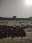 Plot  shri-radha-rani-farms Plot