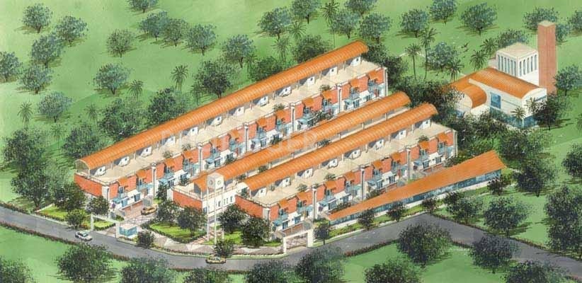  orange tree Krishvi Orange Tree