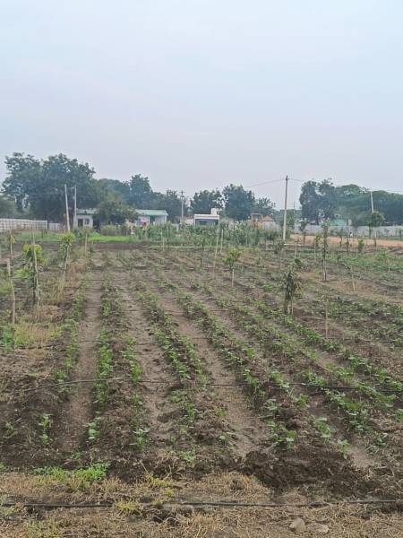 Elevation suvarna-sahasra Elevation