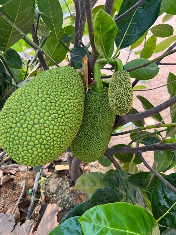  suvarna sahasra Plot