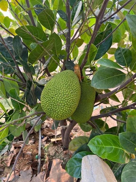  suvarna sahasra Plot