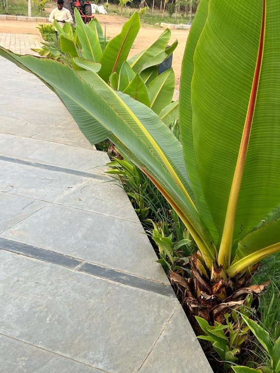  suvarna sahasra Plot