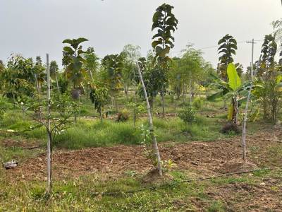  suvarna-sahasra Plot