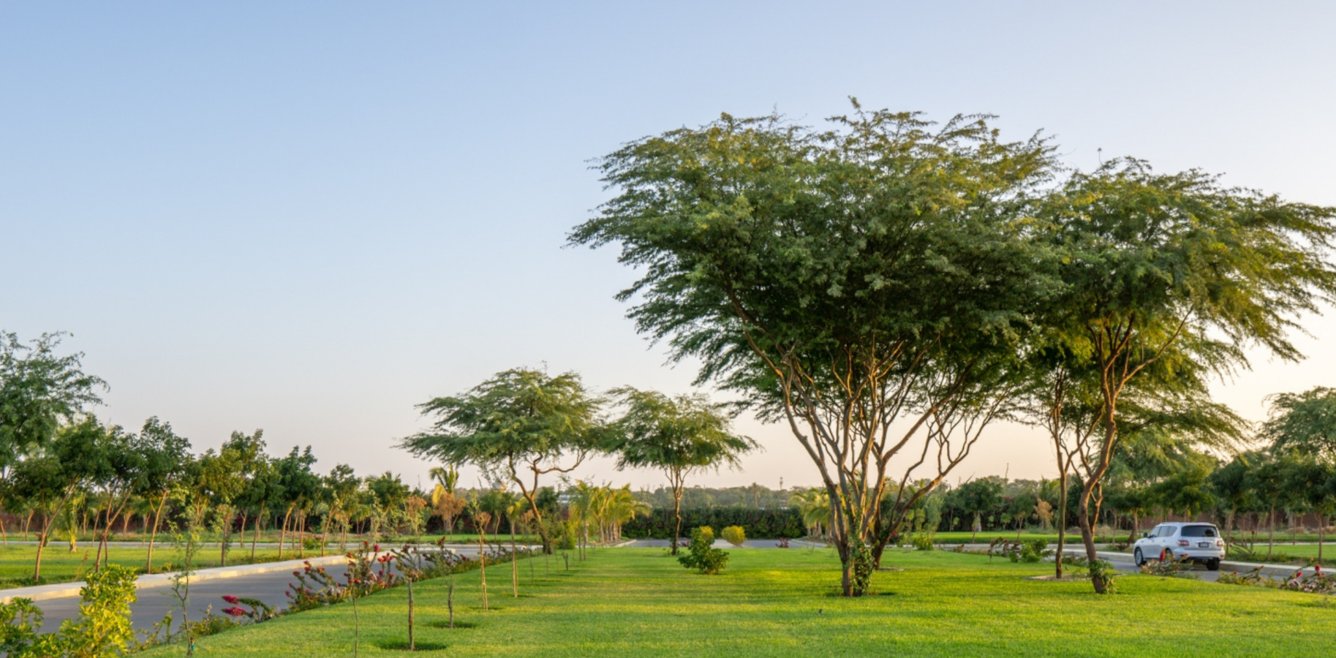  brookside valley Landscape Garden and Tree Planting