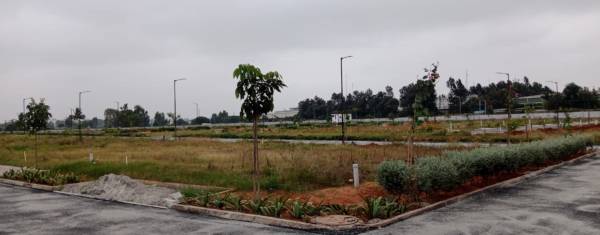  blue-mango-orchard Plot