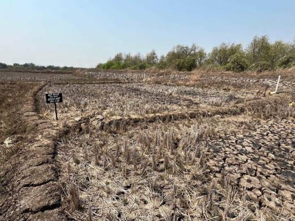  plots-in-belondekhar Plot