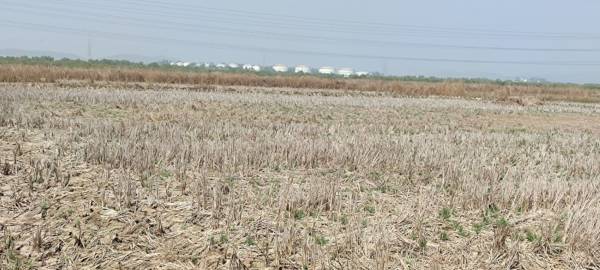  plots-in-ulwe Elevation