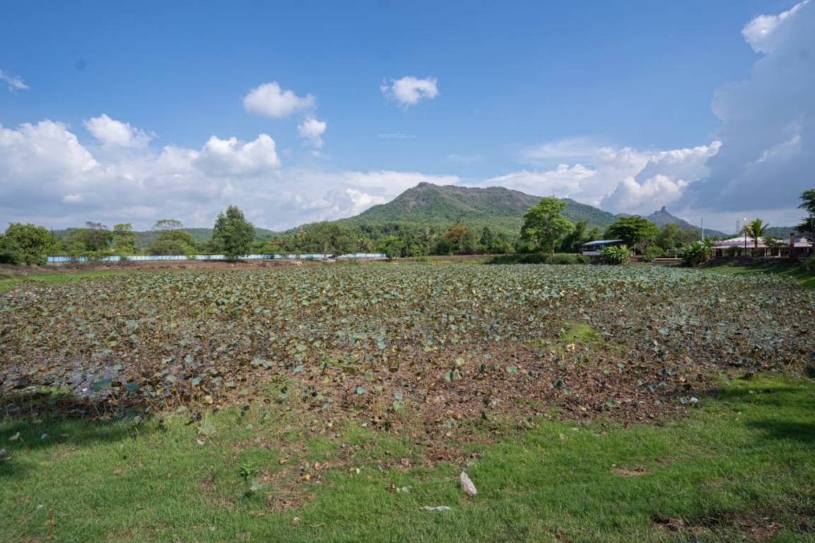  plots in alibag Plot