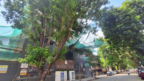  tulip Harsh Tulip Construction Status Dec-24