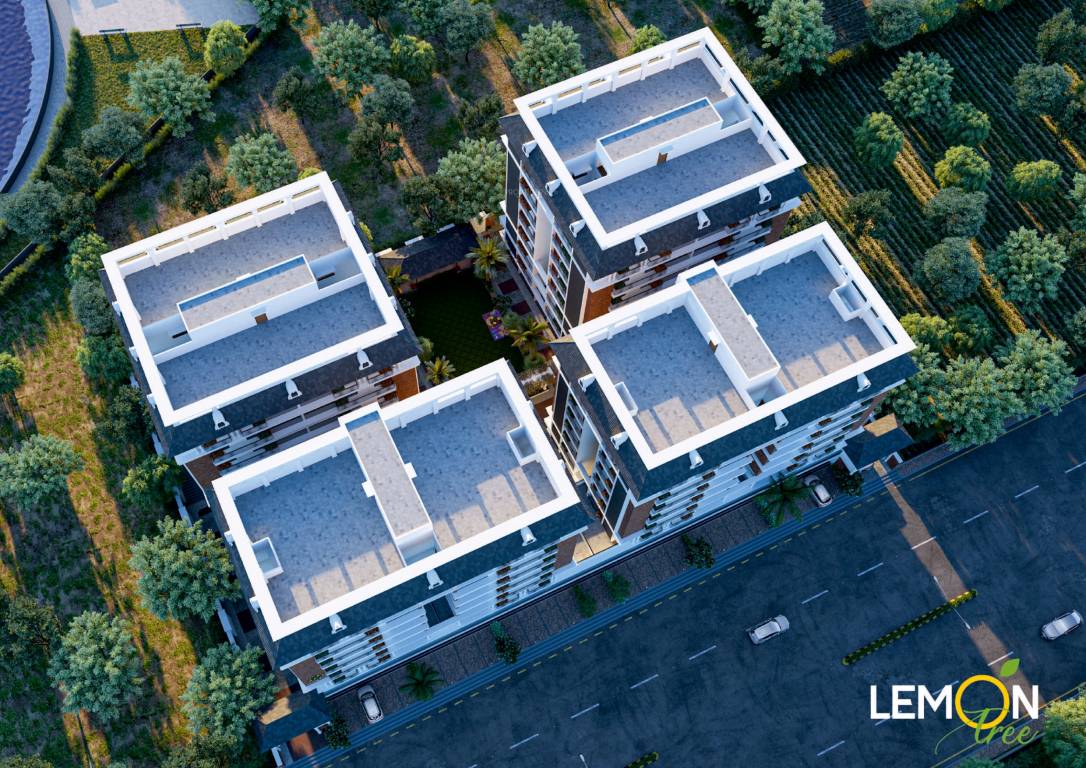  lemon tree Elevation