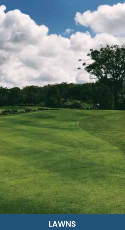  elite Landscape Garden and Tree Planting