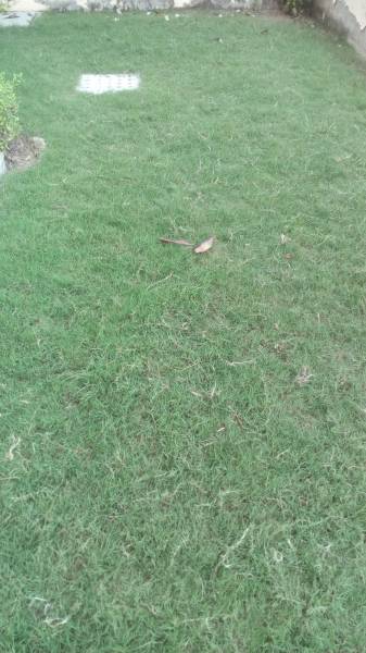  amolik-blossom-woods Plot