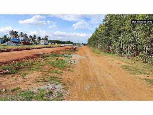 main of Best Green Orchid