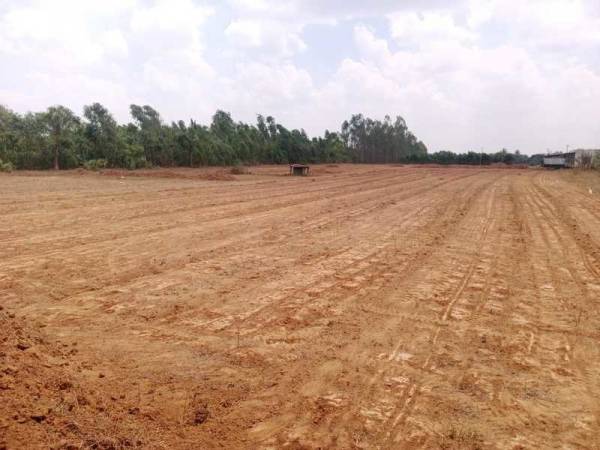  green-orchid Elevation