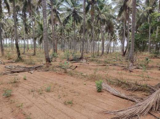 ekta-elements Elevation Elevation