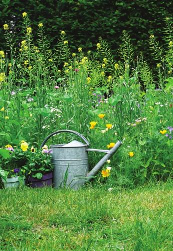  mirai Landscape Garden and Tree Planting